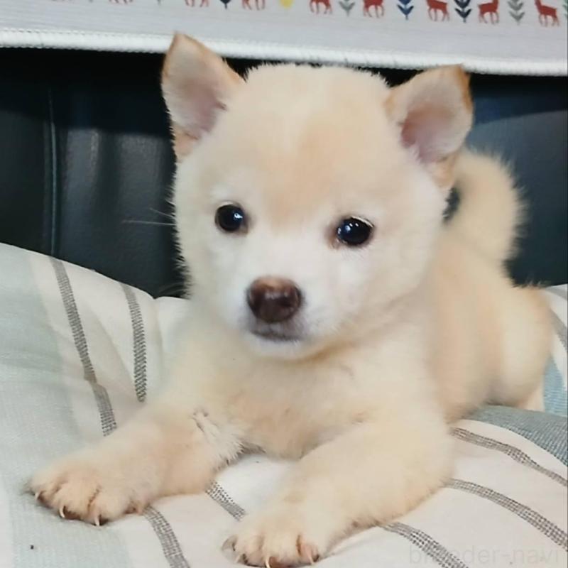 販売中の熊本県の豆柴-416237の1枚目
