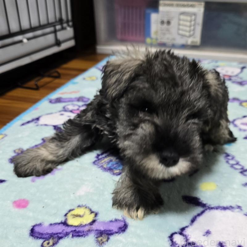 成約済ののミニチュアシュナウザー-408660