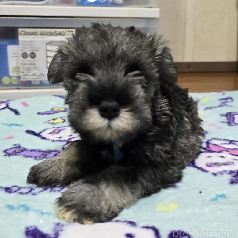 成約済の岡山県のミニチュアシュナウザー-408660の2枚目