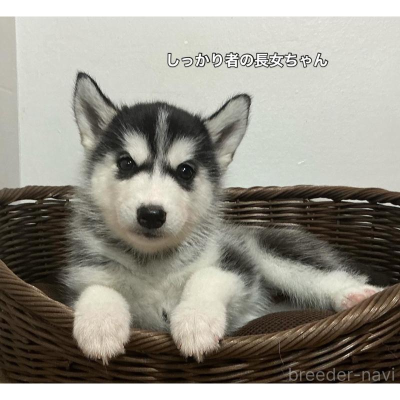 成約済の神奈川県のシベリアンハスキー-411831の5枚目