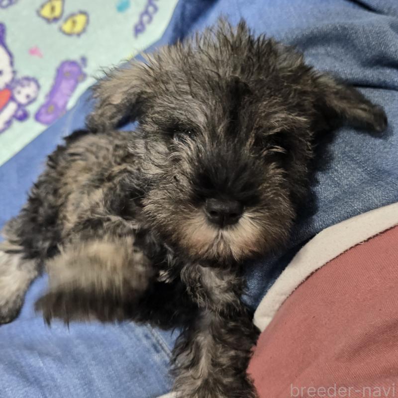 成約済の岡山県のミニチュアシュナウザー-408661の1枚目