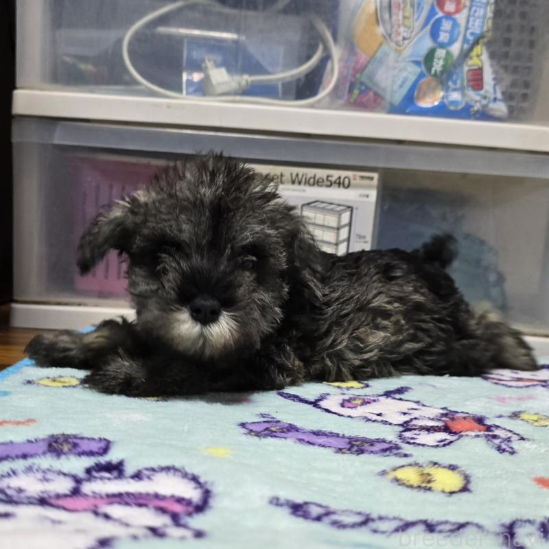 成約済の岡山県のミニチュアシュナウザー-408661の2枚目