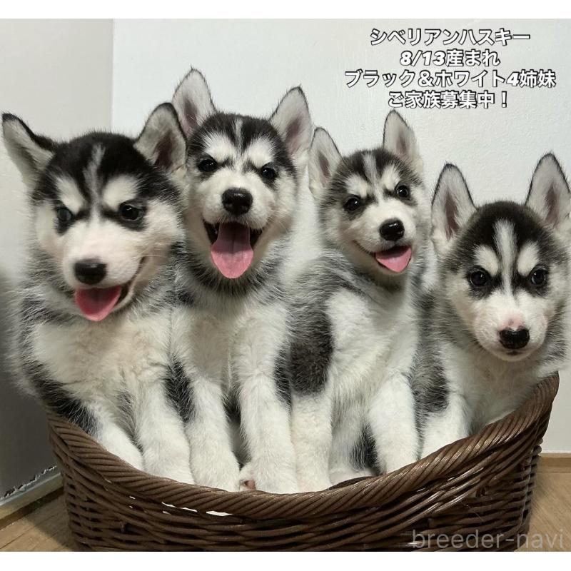 成約済の神奈川県のシベリアンハスキー-411833の6枚目