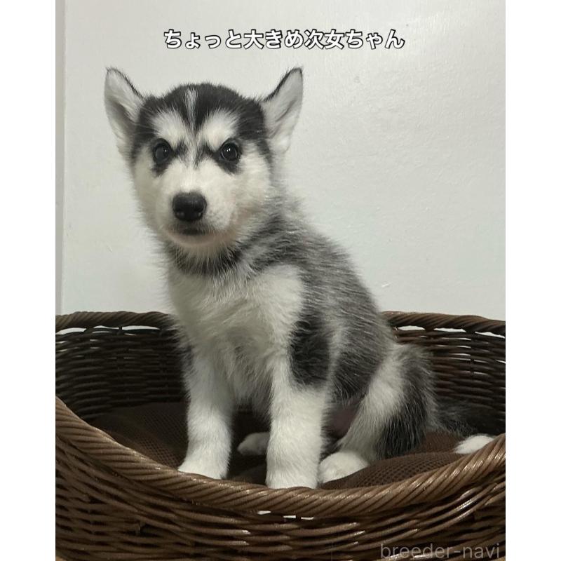 成約済の神奈川県のシベリアンハスキー-411833の5枚目