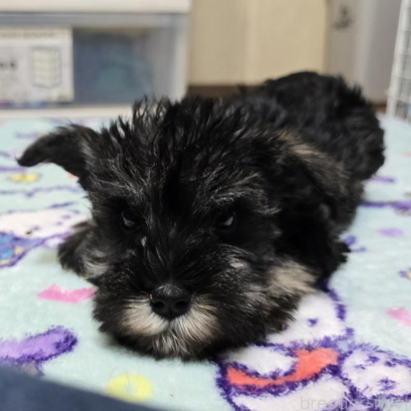 成約済の岡山県のミニチュアシュナウザー-411595の2枚目