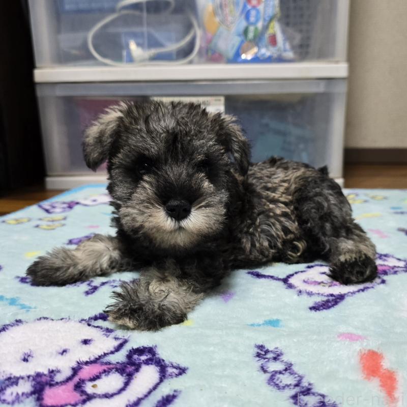 成約済の岡山県のミニチュアシュナウザー-408662の1枚目