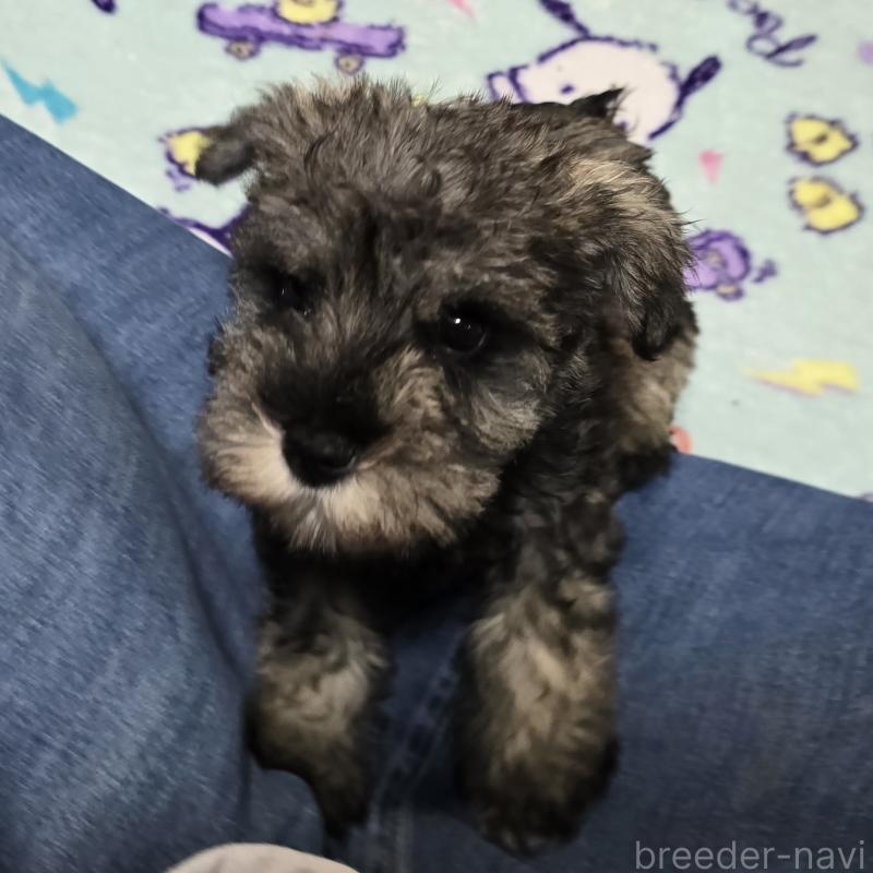 成約済の岡山県のミニチュアシュナウザー-408662の3枚目