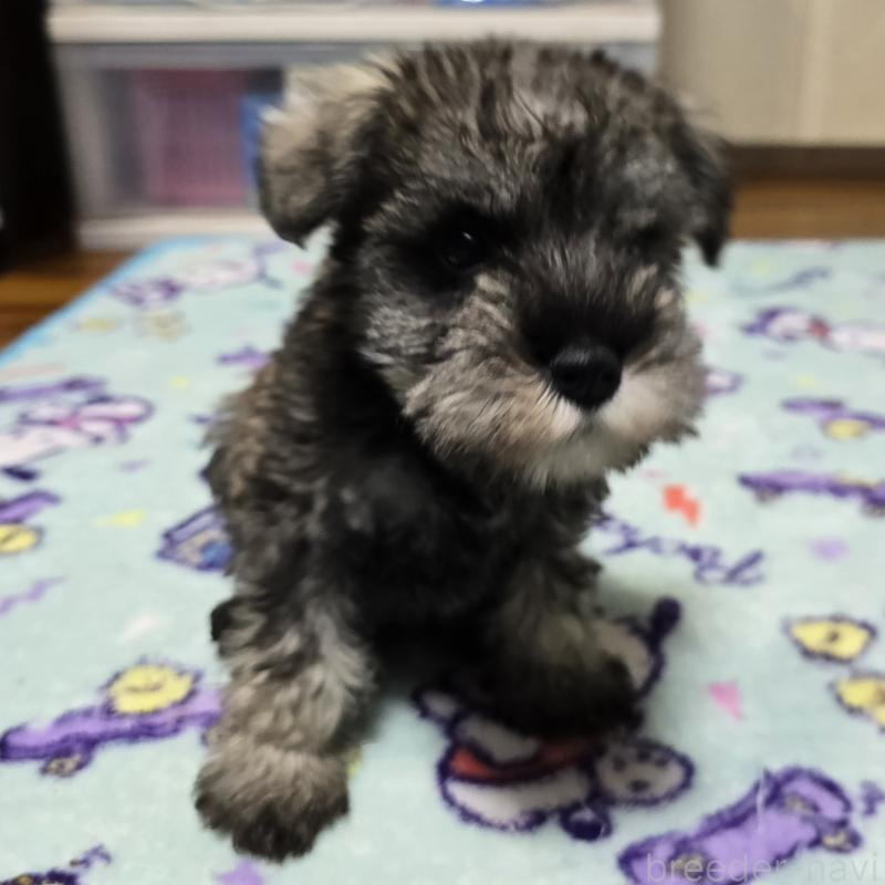 成約済の岡山県のミニチュアシュナウザー-408662の2枚目