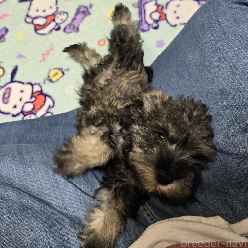 成約済の岡山県のミニチュアシュナウザー-408663の1枚目