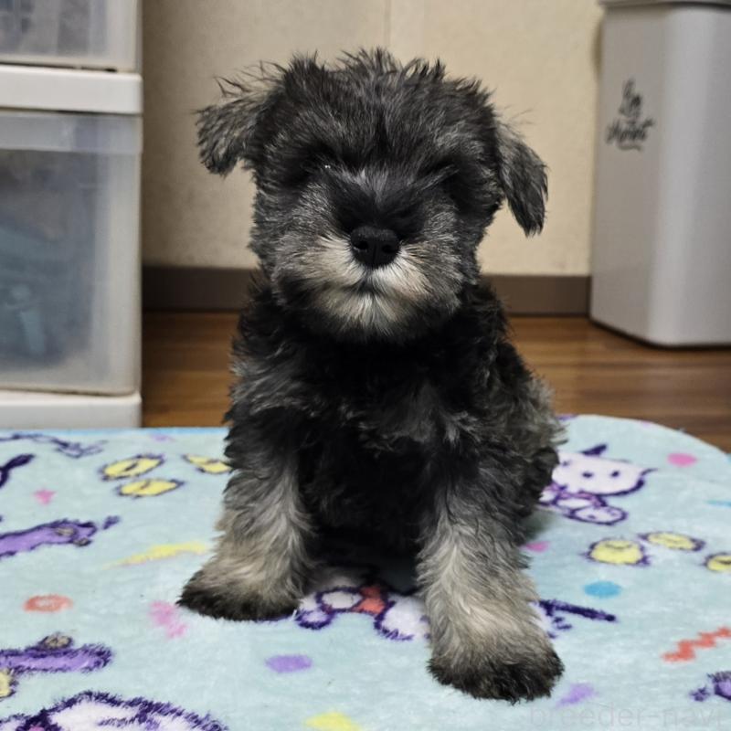 成約済の岡山県のミニチュアシュナウザー-408663の3枚目