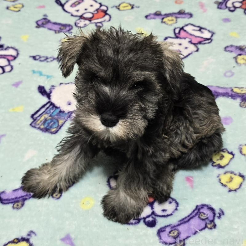 成約済の岡山県のミニチュアシュナウザー-408663の2枚目