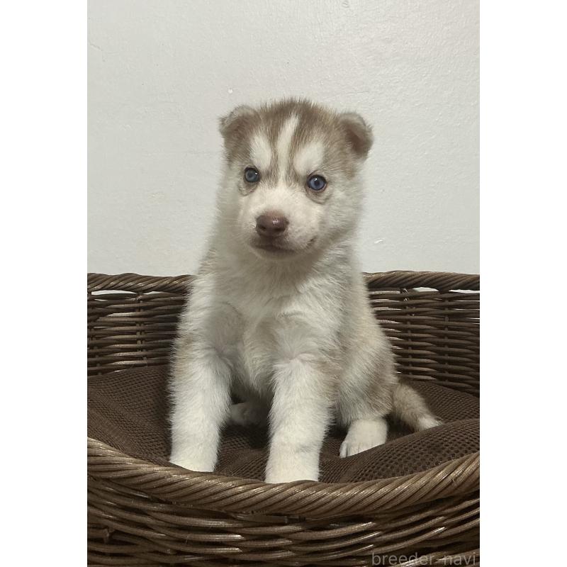 成約済の神奈川県のシベリアンハスキー-414595の7枚目