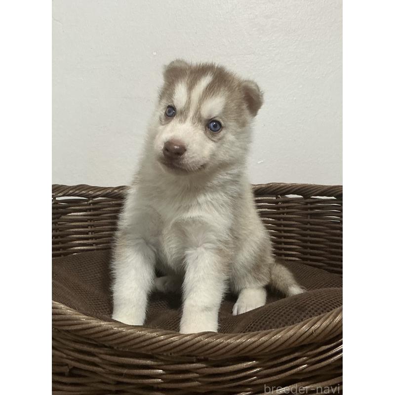 成約済の神奈川県のシベリアンハスキー-414595の6枚目