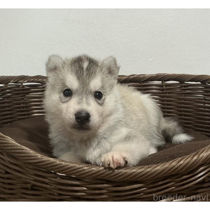 成約済の神奈川県のシベリアンハスキー-414596の7枚目