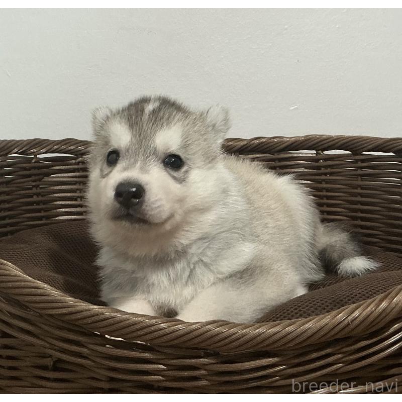 成約済の神奈川県のシベリアンハスキー-414596の6枚目