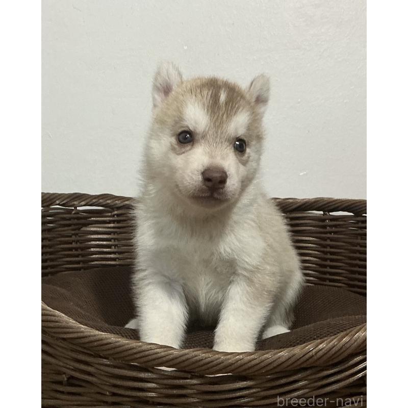 販売中の神奈川県のシベリアンハスキー-414600の13枚目