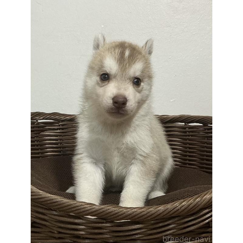 販売中の神奈川県のシベリアンハスキー-414600の12枚目