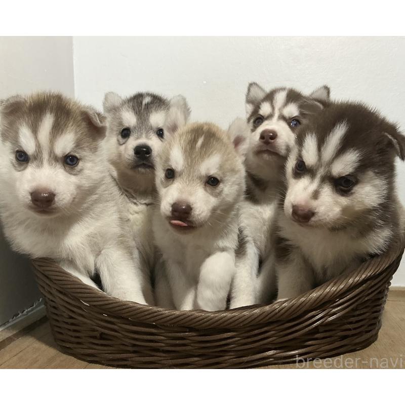 販売中の神奈川県のシベリアンハスキー-414600の11枚目