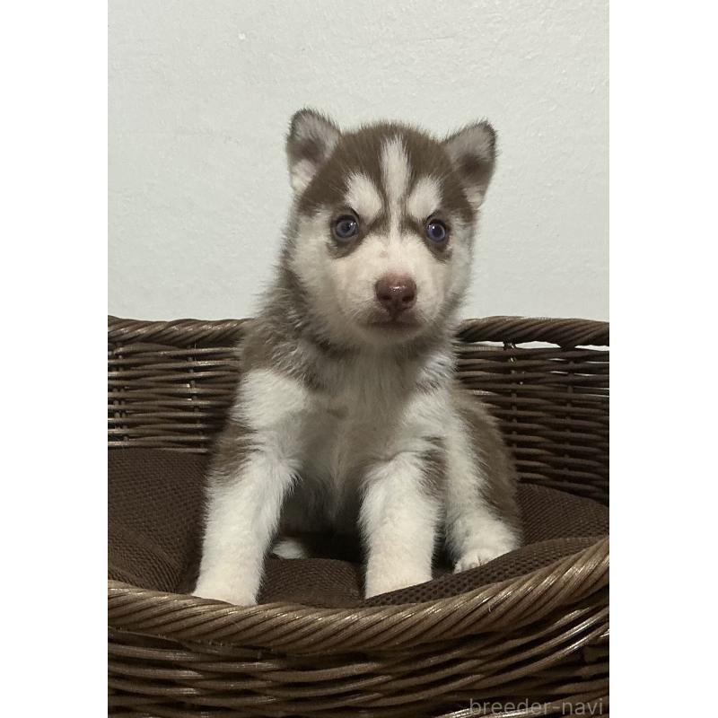 成約済の神奈川県のシベリアンハスキー-414602の7枚目