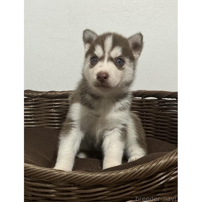 成約済の神奈川県のシベリアンハスキー-414602の6枚目