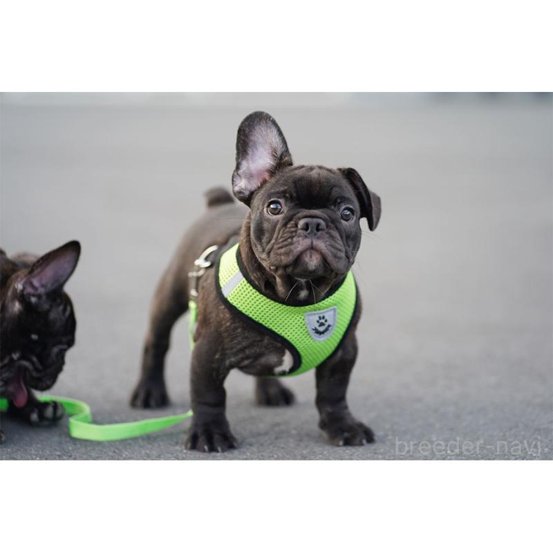 販売中の京都府のフレンチブルドッグ-401986の7枚目