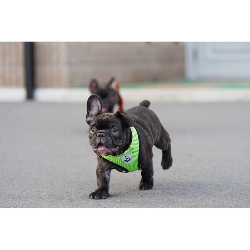 販売中の京都府のフレンチブルドッグ-401986の6枚目