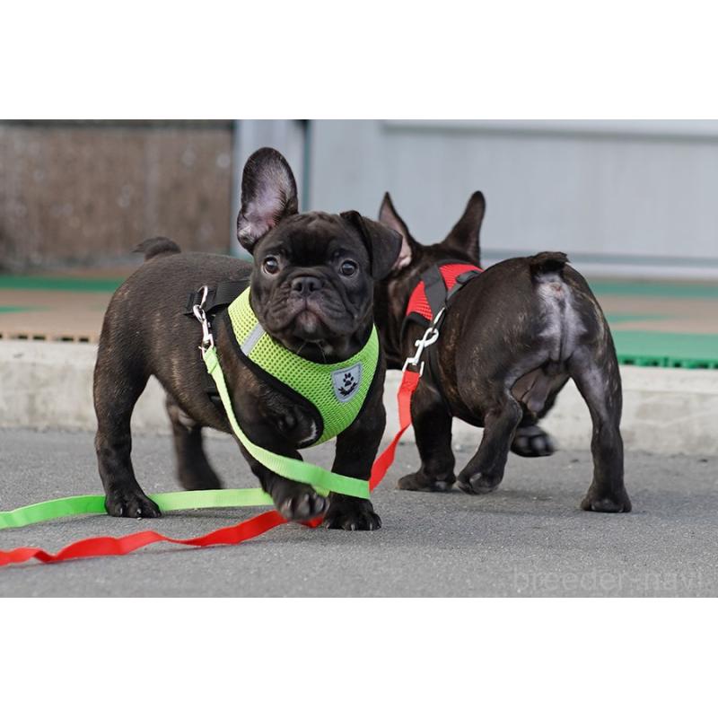 販売中の京都府のフレンチブルドッグ-401986の5枚目