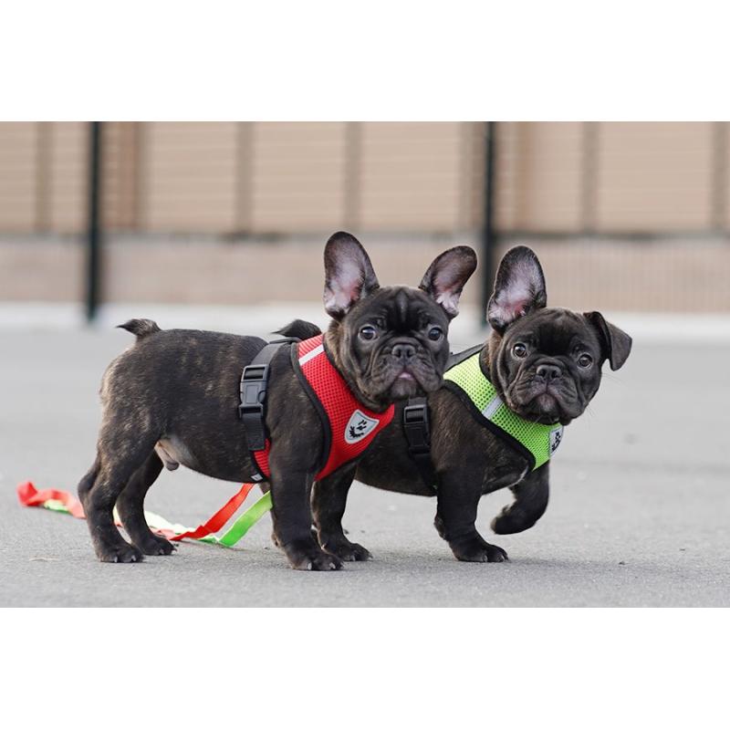 販売中の京都府のフレンチブルドッグ-401986の4枚目