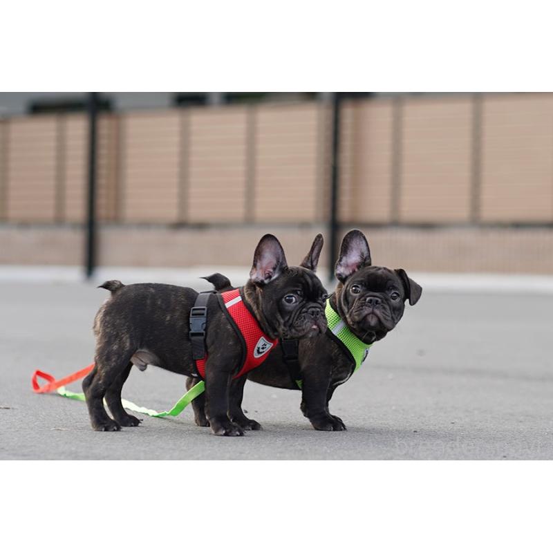 販売中の京都府のフレンチブルドッグ-401986の3枚目