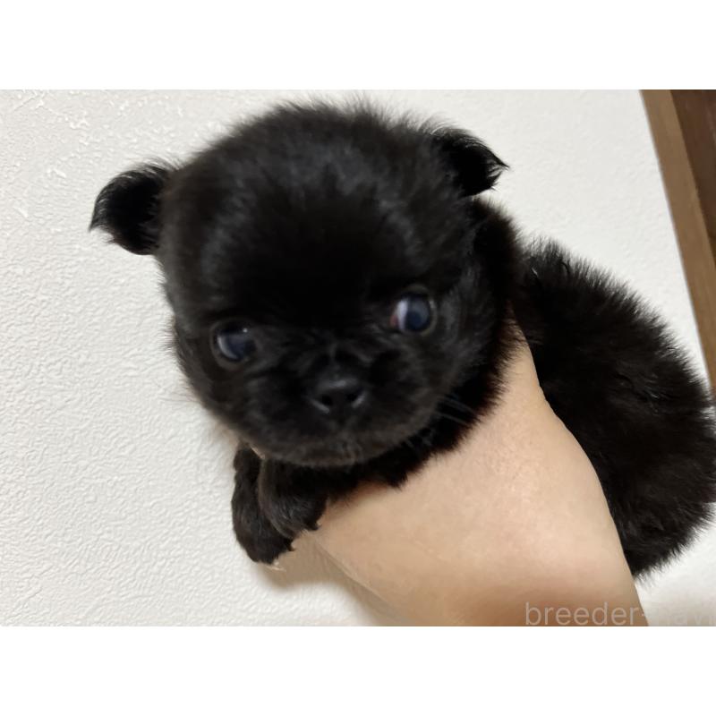 販売中の福岡県のチワワ(ロングコート)-411371