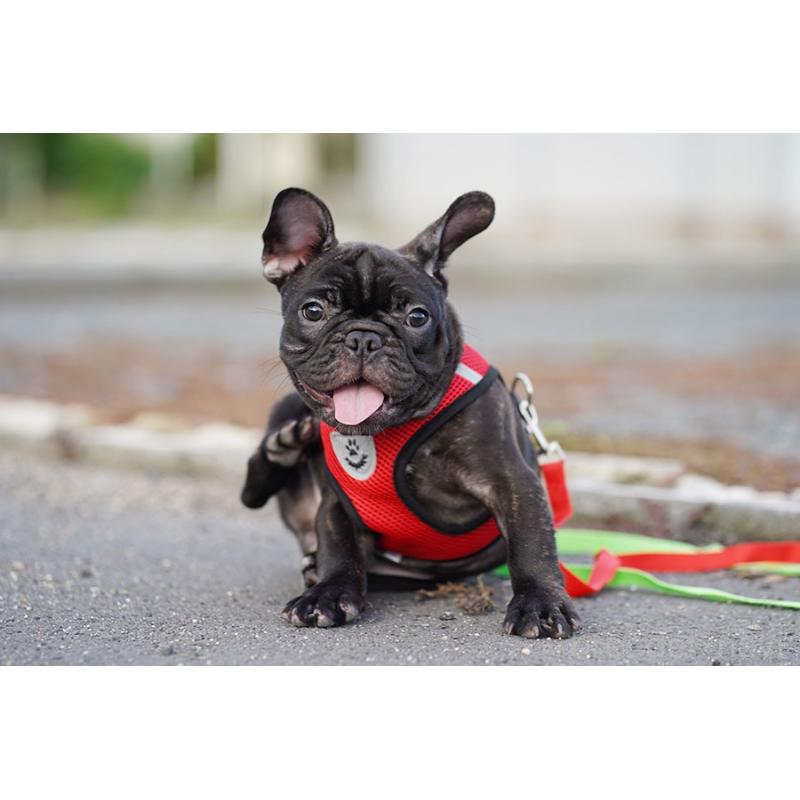 販売中の京都府のフレンチブルドッグ-401985の9枚目