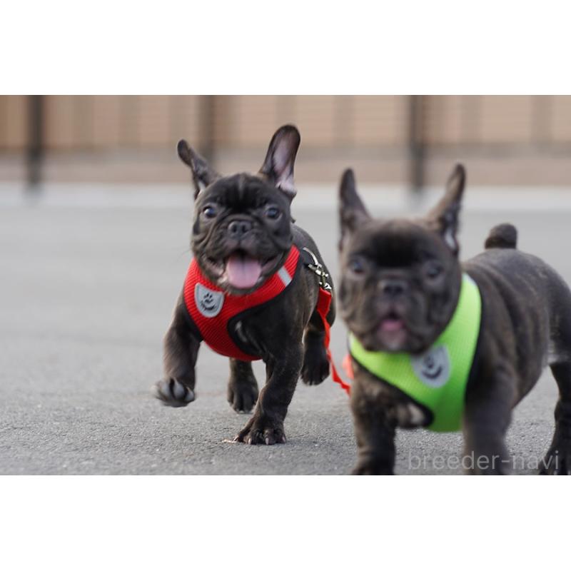 販売中の京都府のフレンチブルドッグ-401985の8枚目