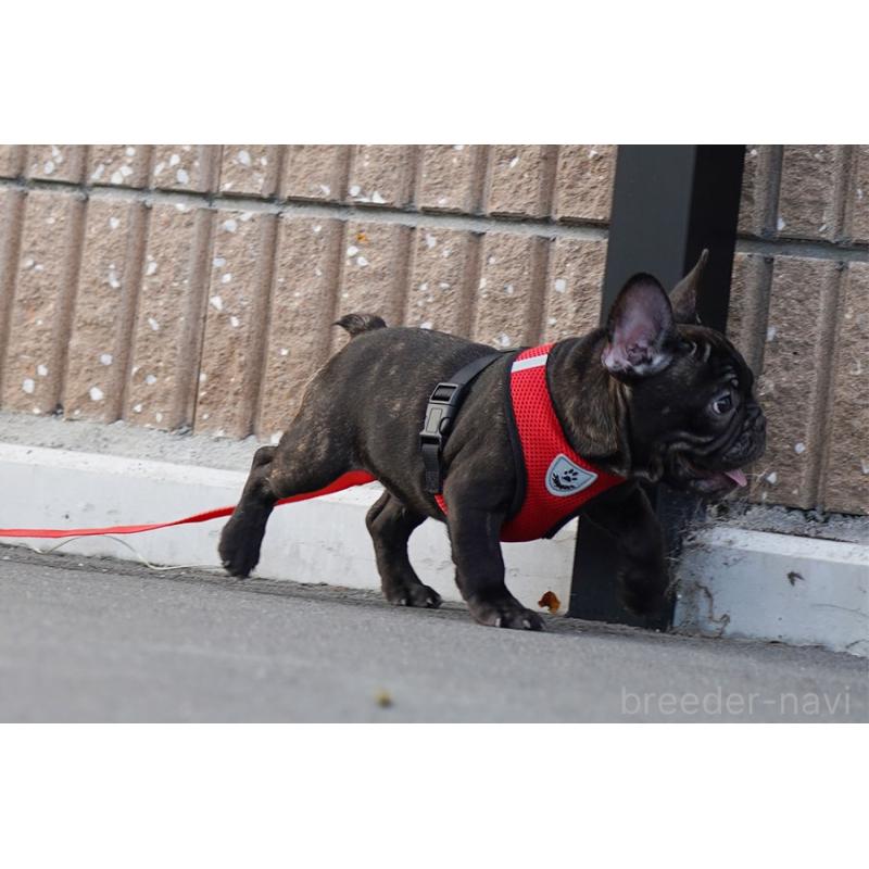 販売中の京都府のフレンチブルドッグ-401985の6枚目