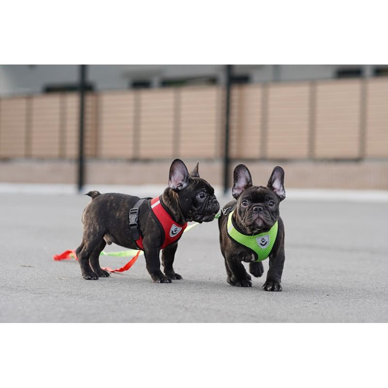 販売中の京都府のフレンチブルドッグ-401985の2枚目