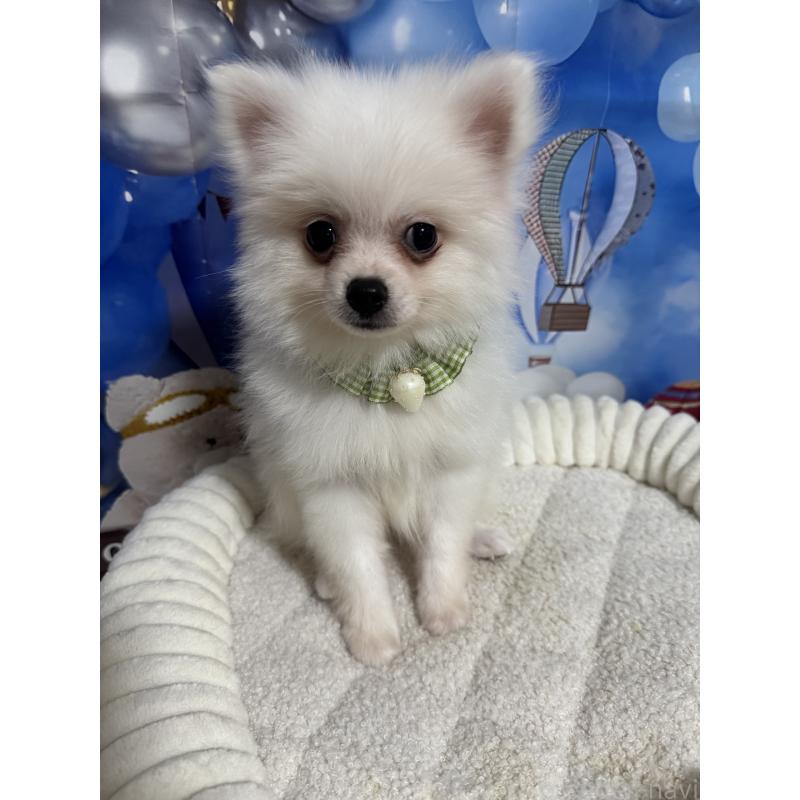 成約済の埼玉県のポメラニアン-404116の2枚目