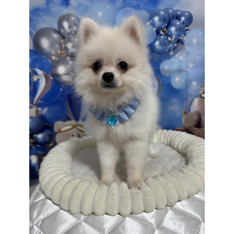 成約済の埼玉県のポメラニアン-404115の9枚目