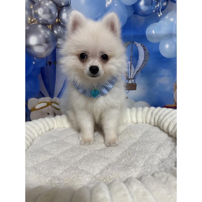 成約済の埼玉県のポメラニアン-404115の8枚目