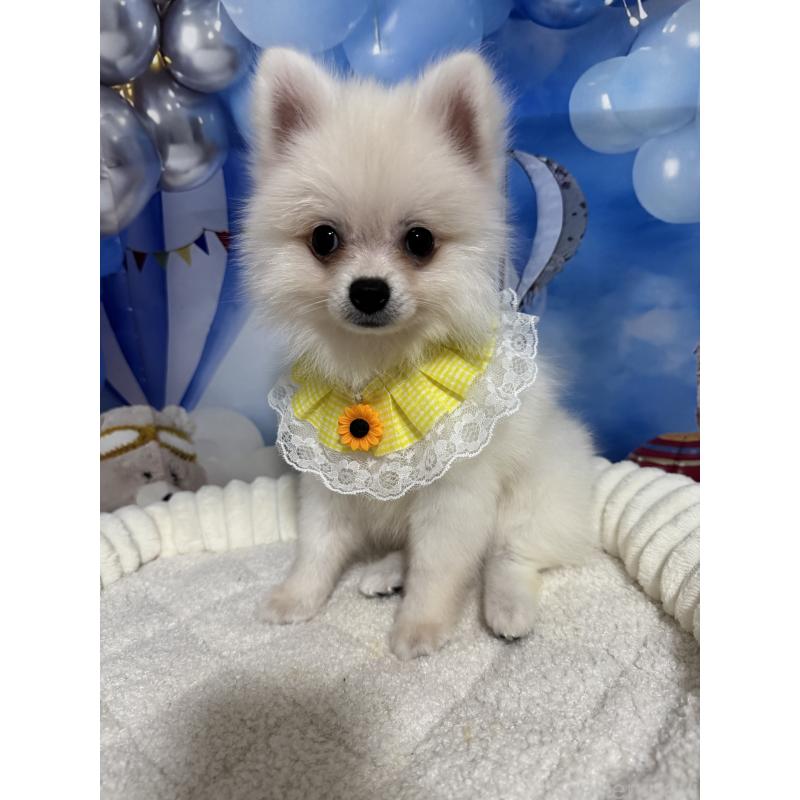 成約済の埼玉県のポメラニアン-404115の7枚目