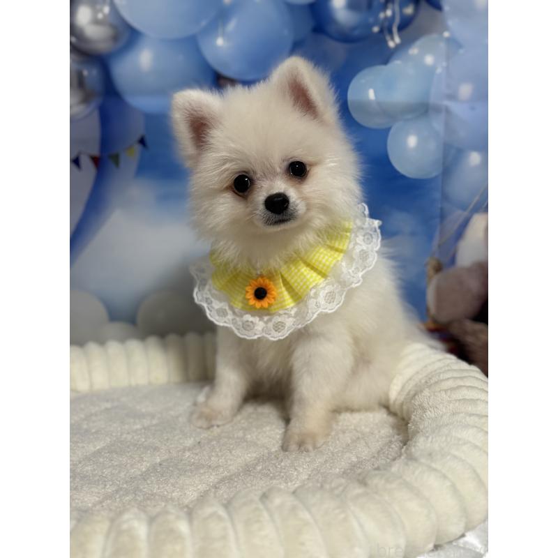 成約済の埼玉県のポメラニアン-404115の6枚目