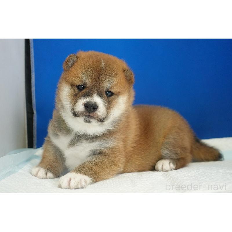 販売中の愛知県の柴犬-416005の11枚目
