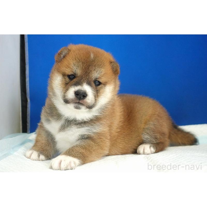販売中の愛知県の柴犬-416005の10枚目
