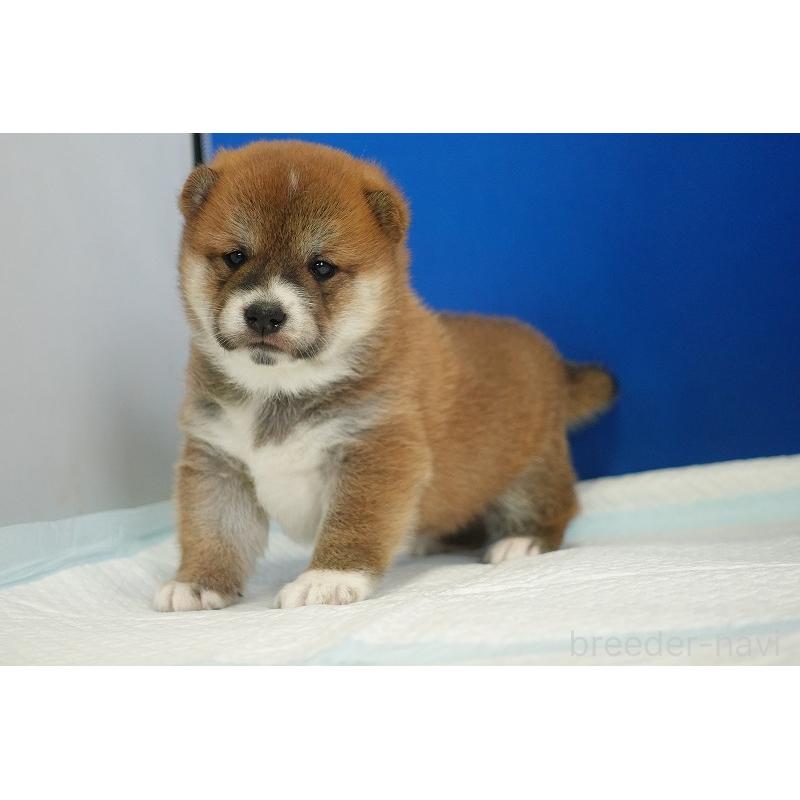 販売中の愛知県の柴犬-416005の8枚目