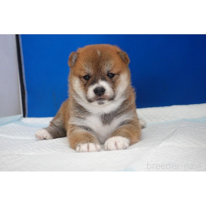 販売中の愛知県の柴犬-416005の9枚目