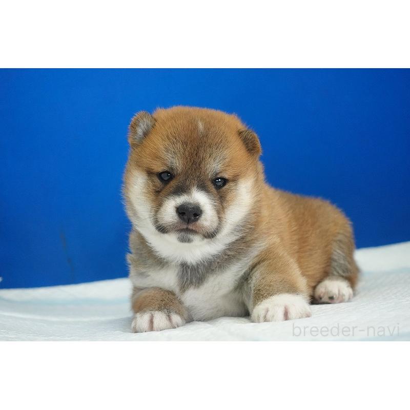 販売中の愛知県の柴犬-416005の5枚目