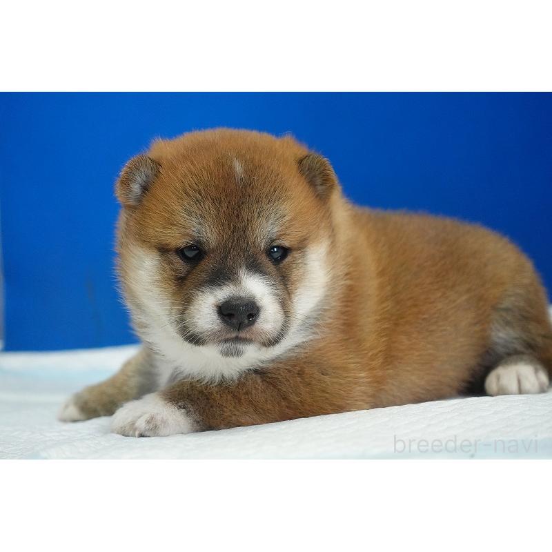 販売中の愛知県の柴犬-416005の6枚目