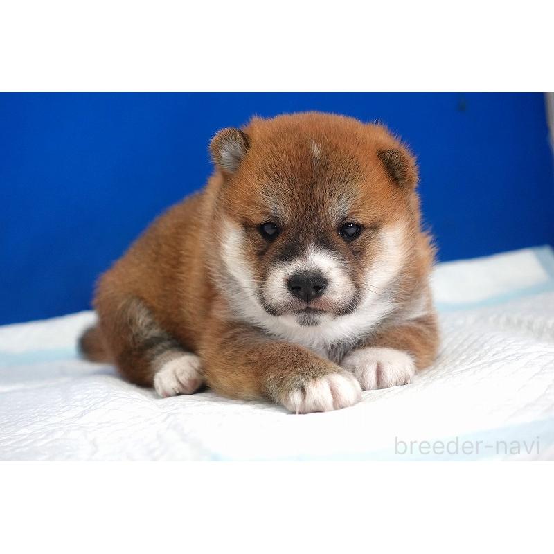 販売中の愛知県の柴犬-416005の3枚目