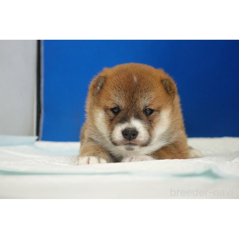 販売中の愛知県の柴犬-416005の2枚目