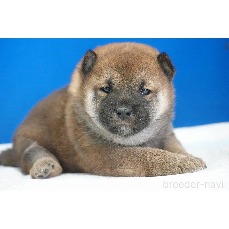 販売中の愛知県の柴犬-416006の7枚目