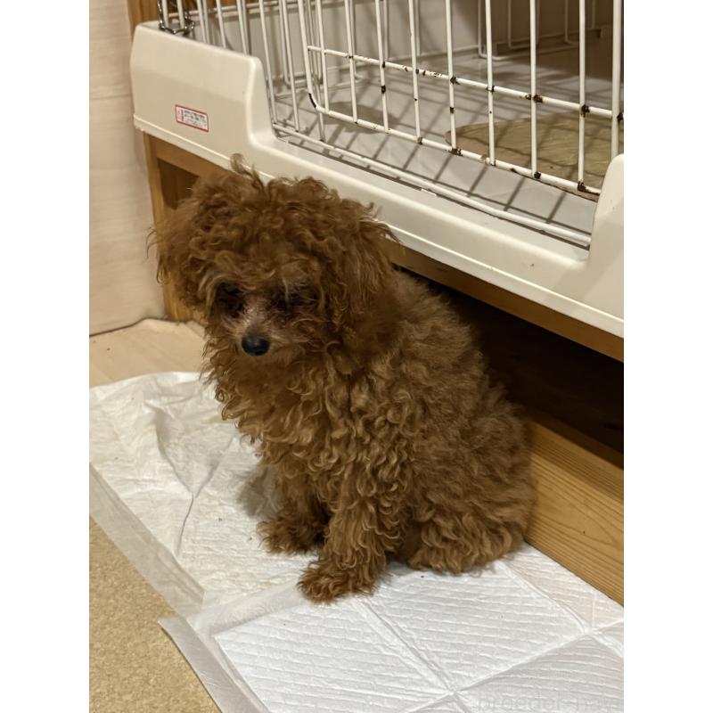 販売中の香川県のティーカッププードル-400236の3枚目