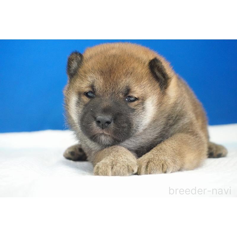 販売中の愛知県の柴犬-416006の6枚目
